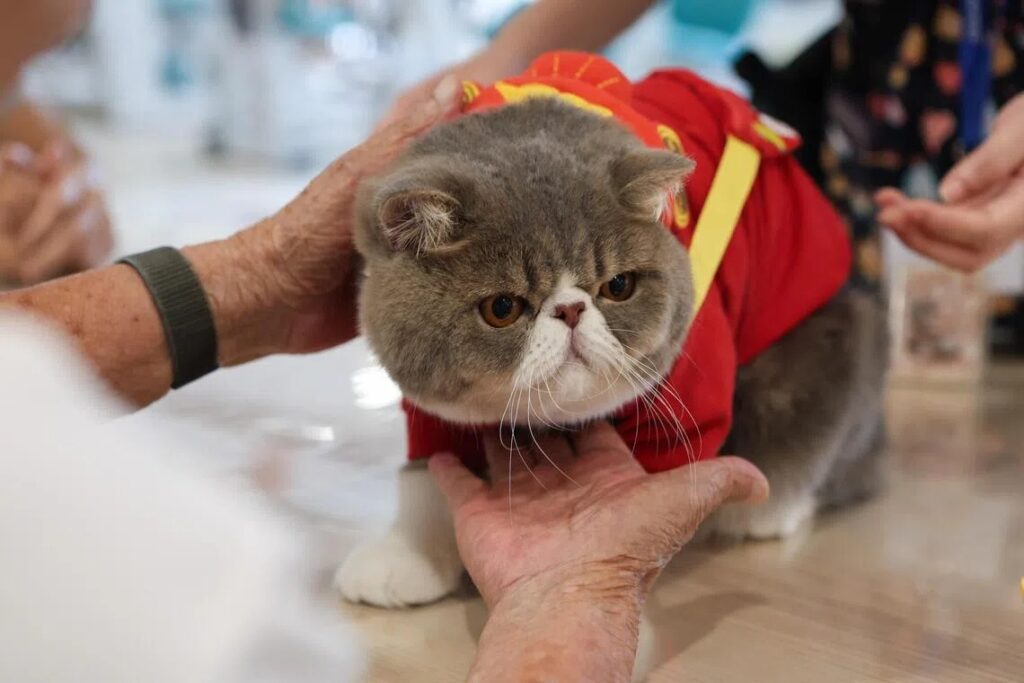 Therapy cat Bak Nyi Zai (aka Meatball) in this festive red vest. Photo by Lianhe Zaobao.