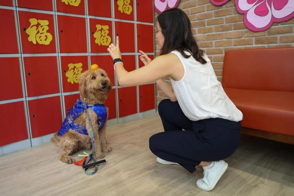 Bailey understands Cantonese commands given by her owner Wendy. Photo by Lianhe Zaobao.